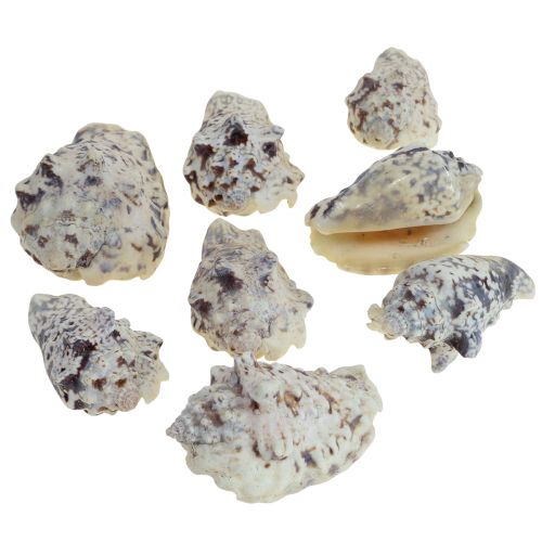 Floristik24 Sraigių kiautai deco jūrinės sraigės natūralios 5,5-7,5cm 250g