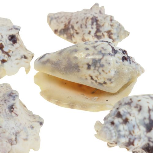 Floristik24 Sraigių kiautai deco jūrinės sraigės natūralios 5,5-7,5cm 250g