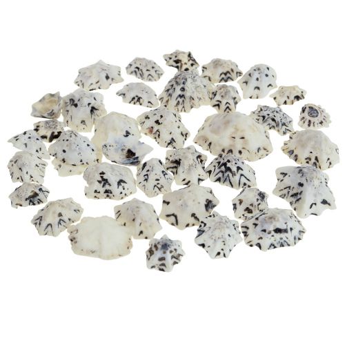 Shell Deco Shells White Black Small 1-2,5cm 250g