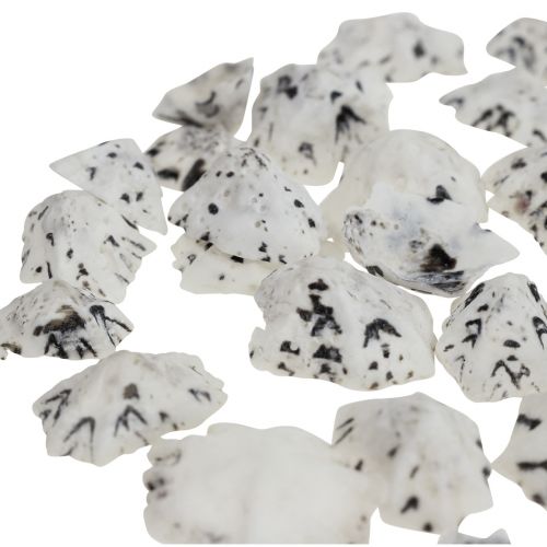 daiktų Shell Deco Shells White Black Small 1-2,5cm 250g