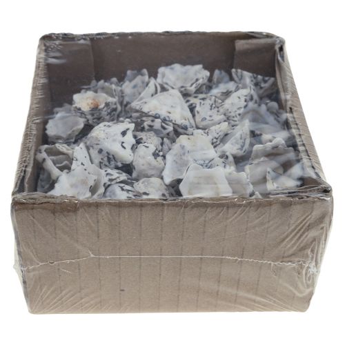 Floristik24 Shell Deco Shells White Black Small 1-2,5cm 250g