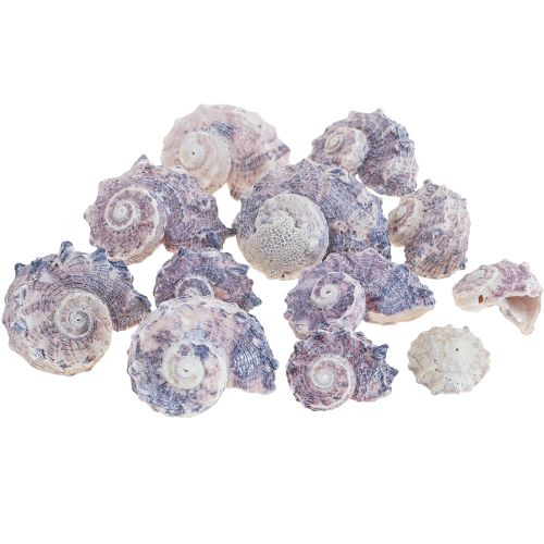 Sraigių kiautai Deco Sea Sraigs Purple White 3-6cm 250g