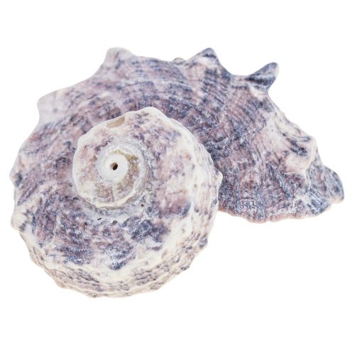 Floristik24 Sraigių kiautai Deco Sea Sraigs Purple White 3-6cm 250g