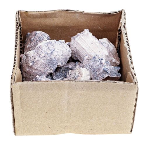 Floristik24 Sraigių kiautai Deco Sea Sraigs Purple White 3-6cm 250g