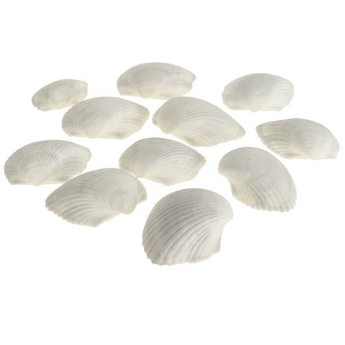 Shell Deco White Shells Sirdukai tušti 5cm 250g