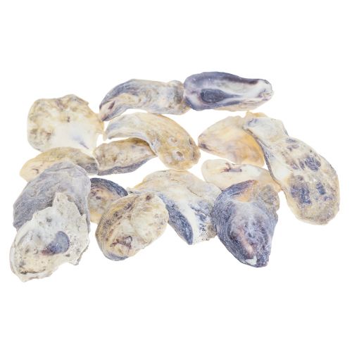 Floristik24 Austrių kriauklių deko kriauklių apdaila natural 2-6cm 250g