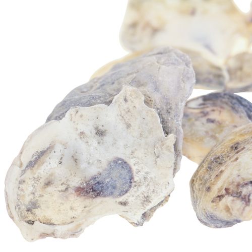 Floristik24 Austrių kriauklių deko kriauklių apdaila natural 2-6cm 250g