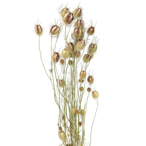 Floristik24 Nigella džiovinta gėlė Jungfer im Grünen sausa floristika 24-45cm 20g