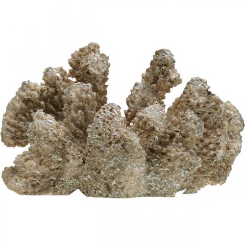 Floristik24 Jūrinė dekoracija, jūros gyvūnas, dekoracija koralų poliresin 13,5x11,5 cm