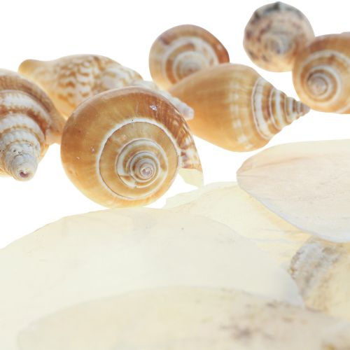 daiktų Capiz midijos sraigių kiautų dekoravimas jūrinis rudas baltas 600g