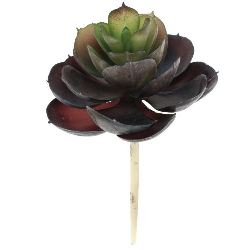Sultingi Echeveria dirbtiniai žalieji augalai Ø7cm 12cm 6 vnt