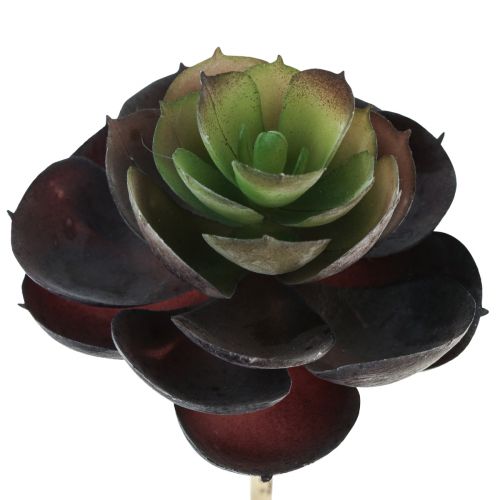 daiktų Sultingi Echeveria dirbtiniai žalieji augalai Ø7cm 12cm 6 vnt