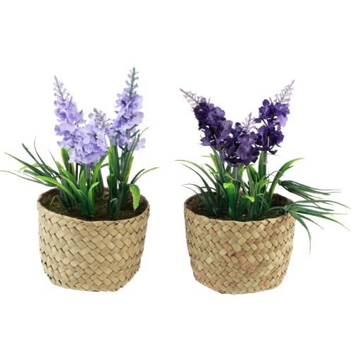 Floristik24 Dirbtinis hiacintas vazone jūržolės mėlyna violetinė 16/17cm 2vnt