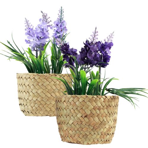Floristik24 Dirbtinis hiacintas vazone jūržolės mėlyna violetinė 16/17cm 2vnt