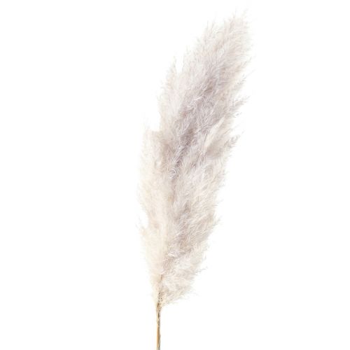 Floristik24 Pampų žolės apdaila džiovinta natūrali sausa floristika 100cm