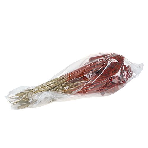 Floristik24 Achillea 1kg aguonų raudona