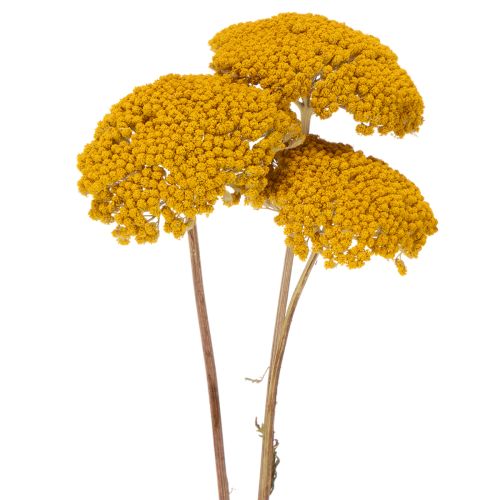 Achillea Natur Gelb džiovinti