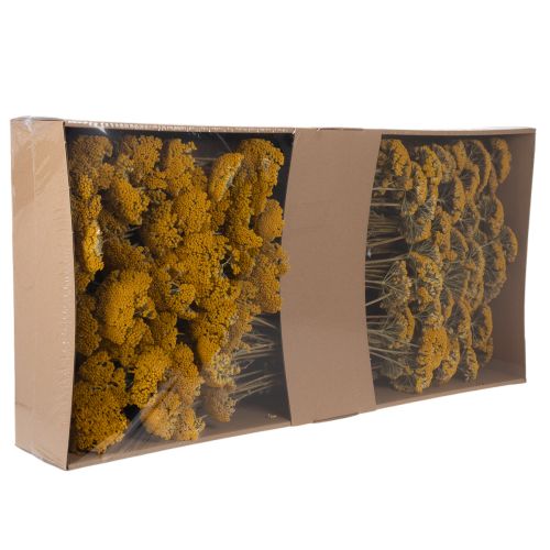 Achillea Natur Gelb džiovinti