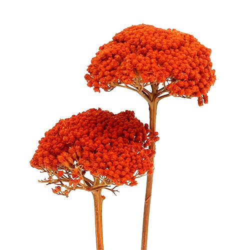 Floristik24 Achillea Oranžinės džiovintos gėlės Yarrow 45-60cm 1kg