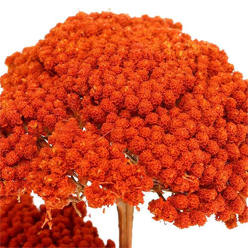 daiktų Achillea Oranžinės džiovintos gėlės Yarrow 45-60cm 1kg