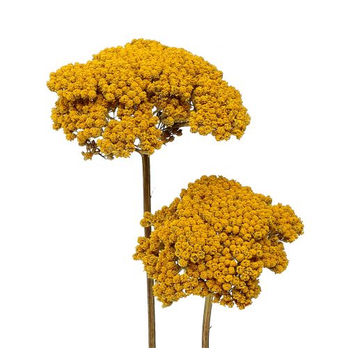 Floristik24 Achillea 500g natūralus