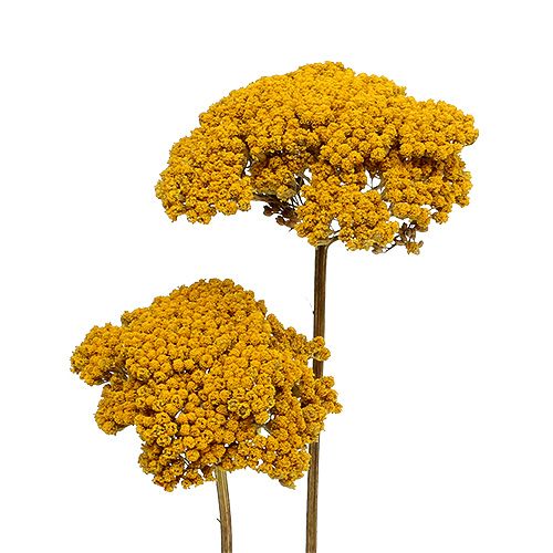 Achillea 1kg natūralus