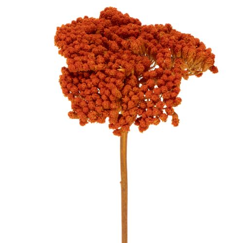 Achillea Orange džiovinti žiedai, kraujažolės, 45-60 cm, 1 kg pirkti | Floristik24.lt