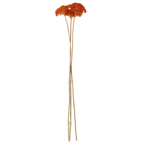 Achillea Orange džiovinti