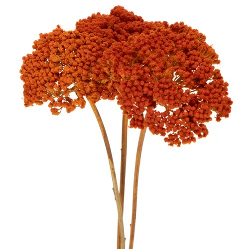 Achillea Orange džiovinti