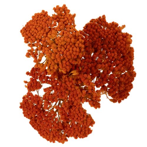 Achillea Orange džiovinti