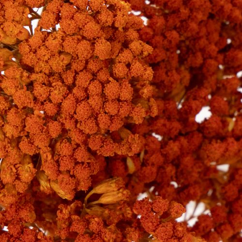 Achillea Orange džiovinti
