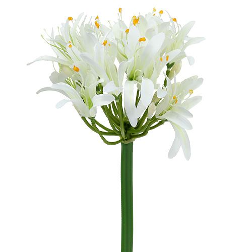 Floristik24 Agapanthus baltas 78cm 1vnt