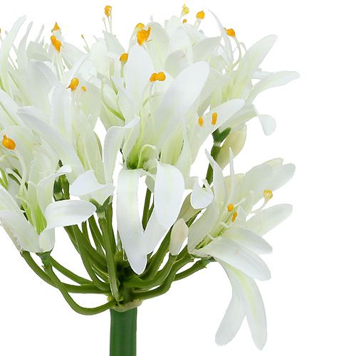 Floristik24 Agapanthus baltas 78cm 1vnt