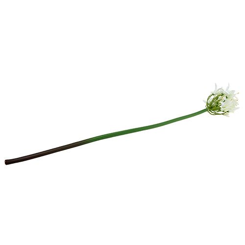 Floristik24 Agapanthus baltas 78cm 1vnt