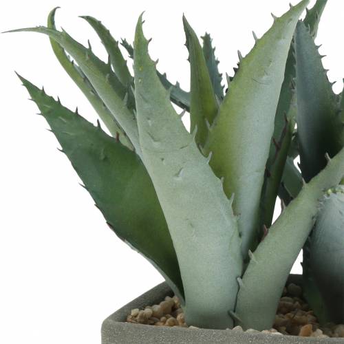 Floristik24 Sultinga agava vazonėlyje H17cm