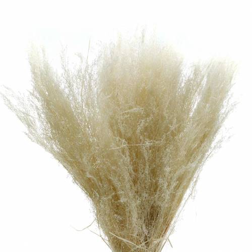 daiktų Sausa žolė Agrostis balinta 40g
