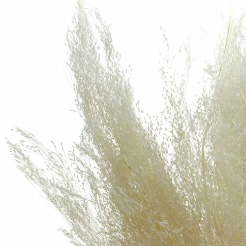 Floristik24 Sausa žolė Agrostis balinta 40g