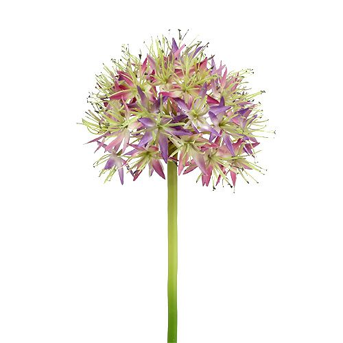 Floristik24 Allium šviesiai violetinė L76cm
