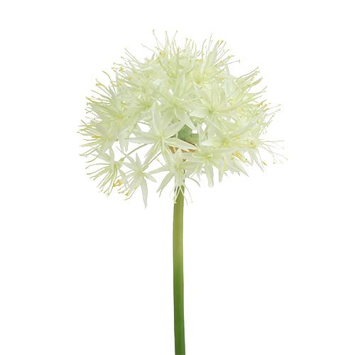 Floristik24 Allium kreminė balta L76cm