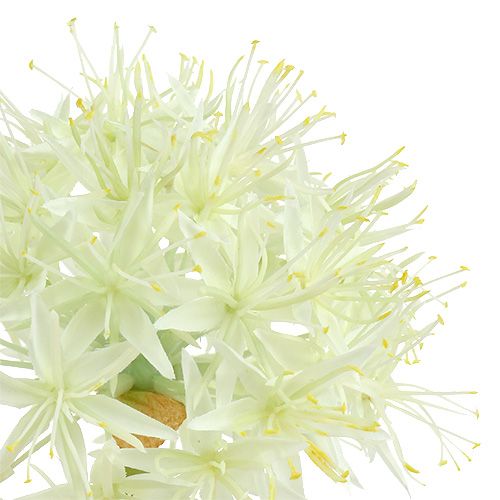 daiktų Allium kreminė balta L76cm