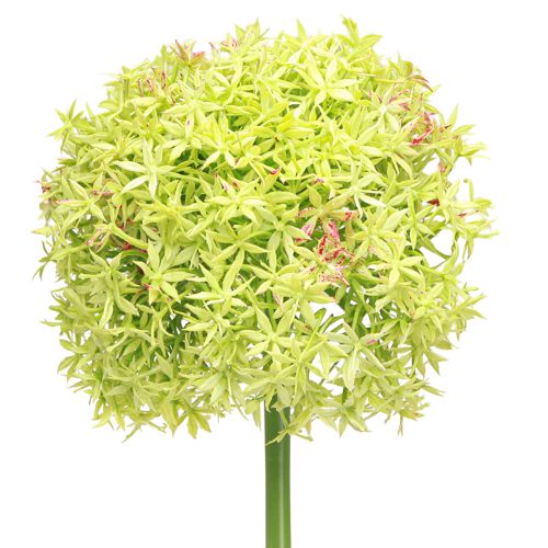 daiktų Allium green gėlė dirbtinis dekoratyvinis svogūnas Ø18cm 90cm