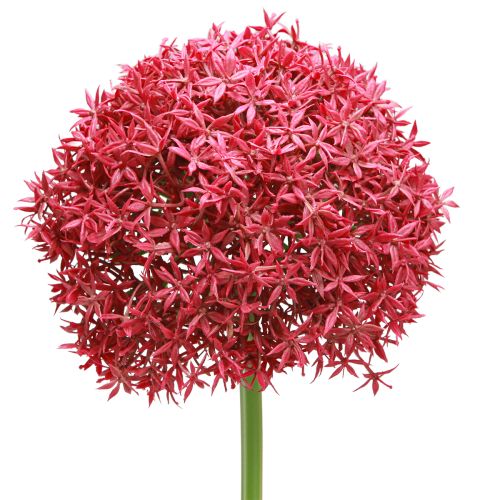 Allium iš Bordo dirbtinio dekoratyvinio česnako Ø18cm L90cm