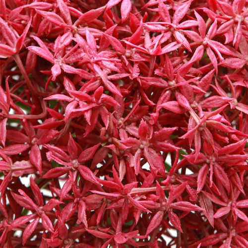 daiktų Allium iš Bordo dirbtinio dekoratyvinio česnako Ø18cm L90cm