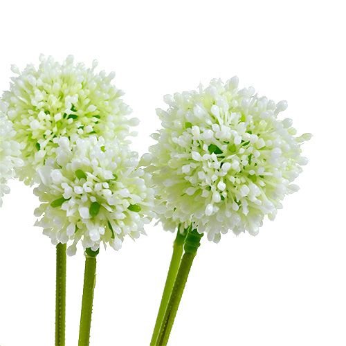 Floristik24 Allium 35cm baltas 6vnt