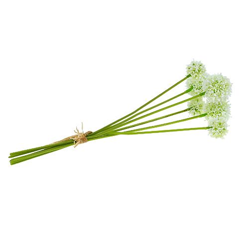 Floristik24 Allium 35cm baltas 6vnt