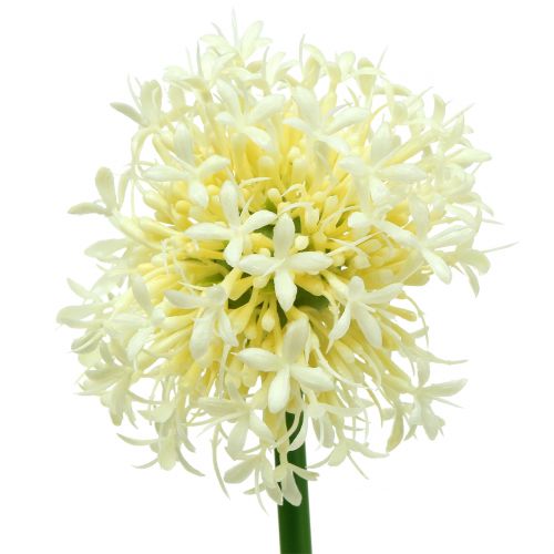 Floristik24 Dekoratyvinis svogūnas Allium dirbtinis baltas 51cm 4vnt