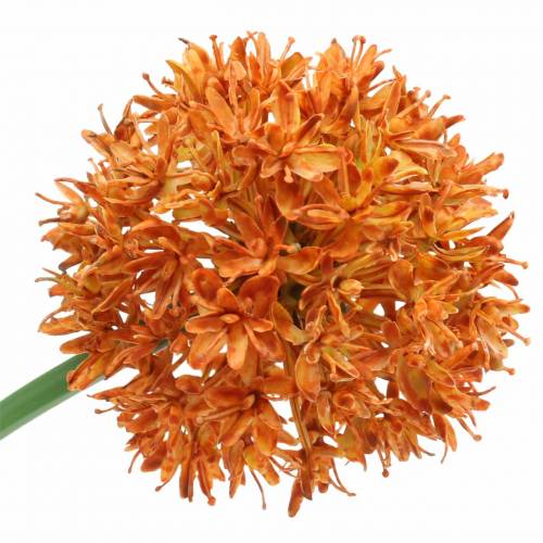 Floristik24 Dekoratyvinis svogūnas Allium dirbtinis apelsinas Ø7cm H58cm 4vnt