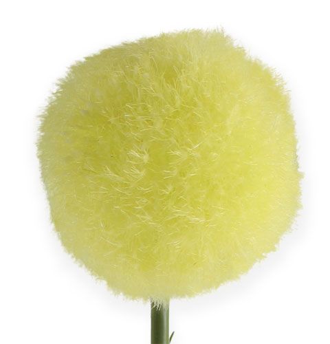 daiktų Allium geltona 68cm