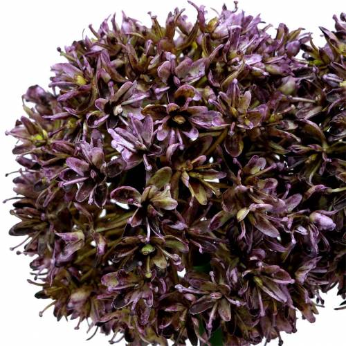 Floristik24 Dekoratyvinis svogūnas Allium dirbtinis alyvinis 70cm 3vnt