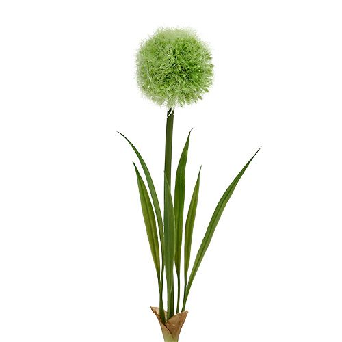 Floristik24 Allium green L37,5cm 4vnt